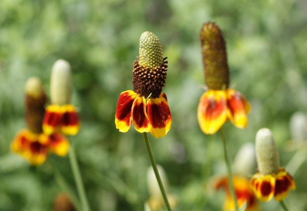 Photo of Mexican Hat (Ratibida columnifera) uploaded by DianeSeeds