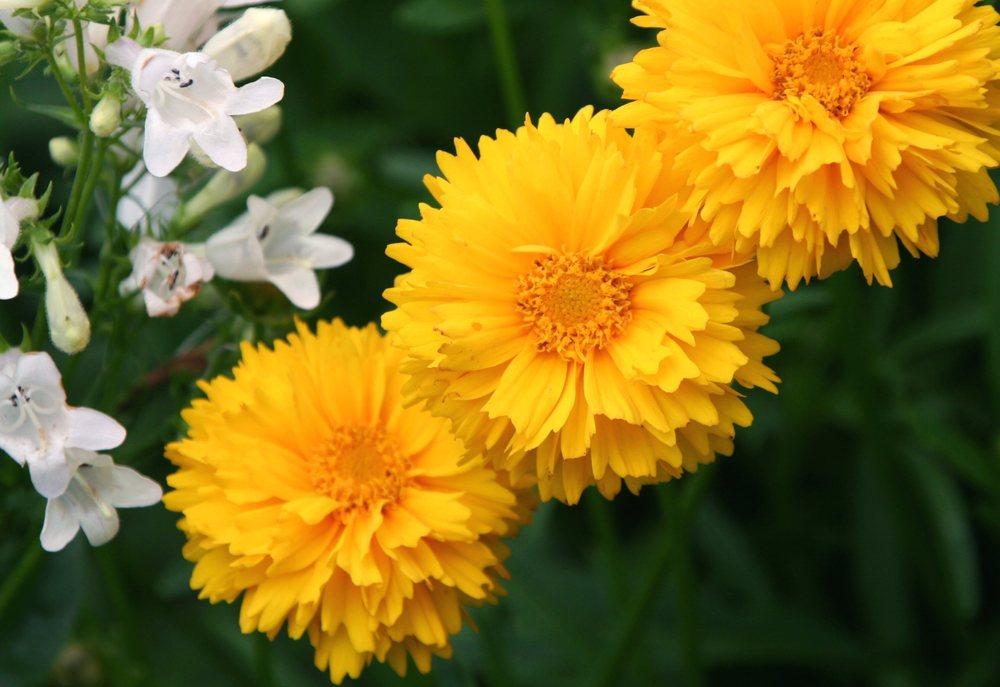 Photo of Tickseed (Coreopsis 'Sunray') uploaded by DianeSeeds