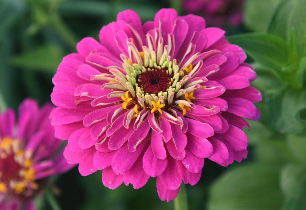 Photo of Zinnia 'California Giant Mix' uploaded by DianeSeeds