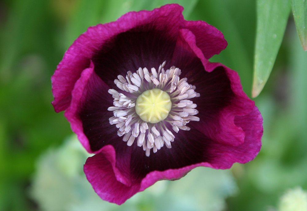 Photo of Opium Poppy (Papaver somniferum 'Lauren's Grape') uploaded by DianeSeeds