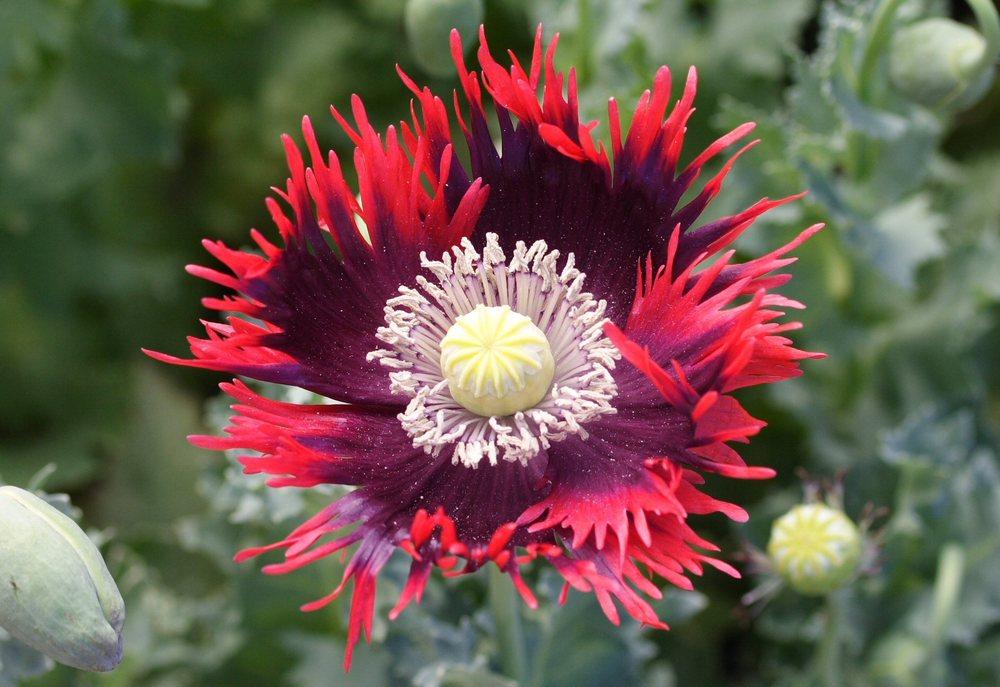 Photo of Breadseed Poppy (Papaver somniferum 'Drama Queen') uploaded by DianeSeeds