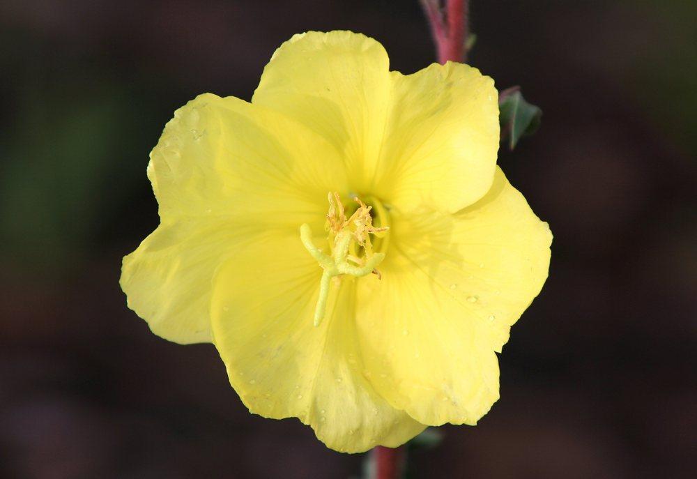 Photo of Evening Primrose (Oenothera 'Lemon Sunset') uploaded by DianeSeeds