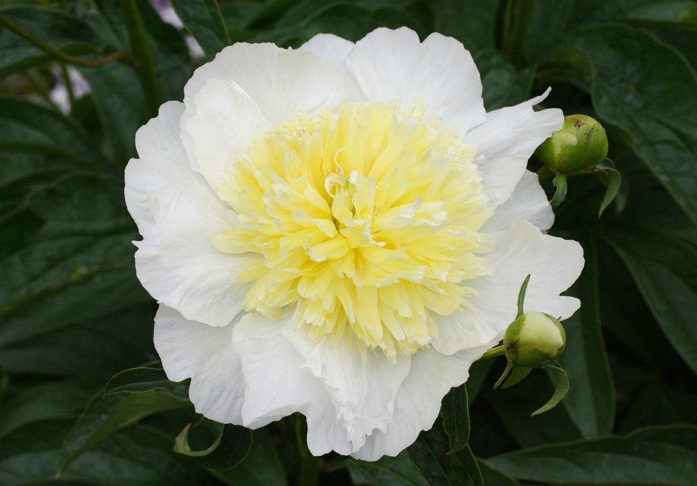 Photo of Peony (Paeonia lactiflora 'Honey Gold') uploaded by DianeSeeds