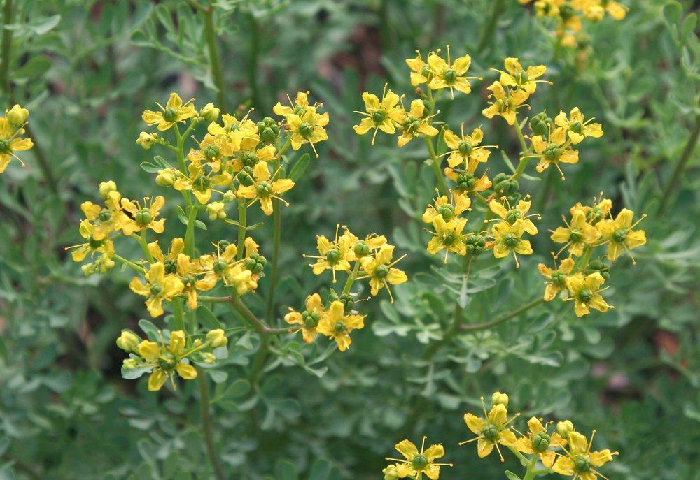 Photo of Common Rue (Ruta graveolens) uploaded by DianeSeeds
