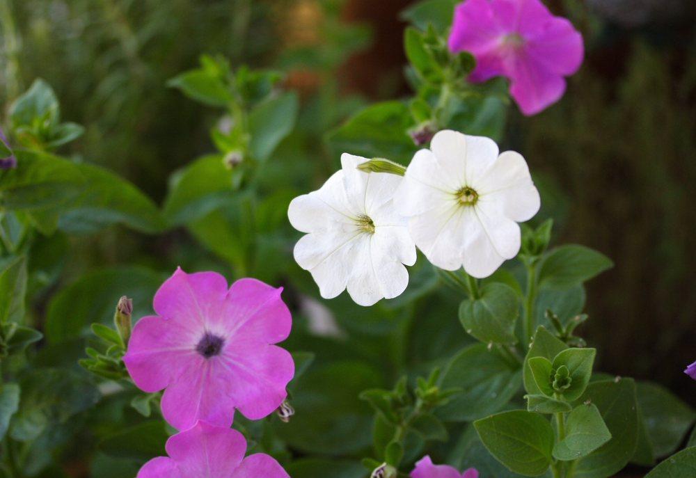 Photo of Petunia 'Laura Bush' uploaded by DianeSeeds