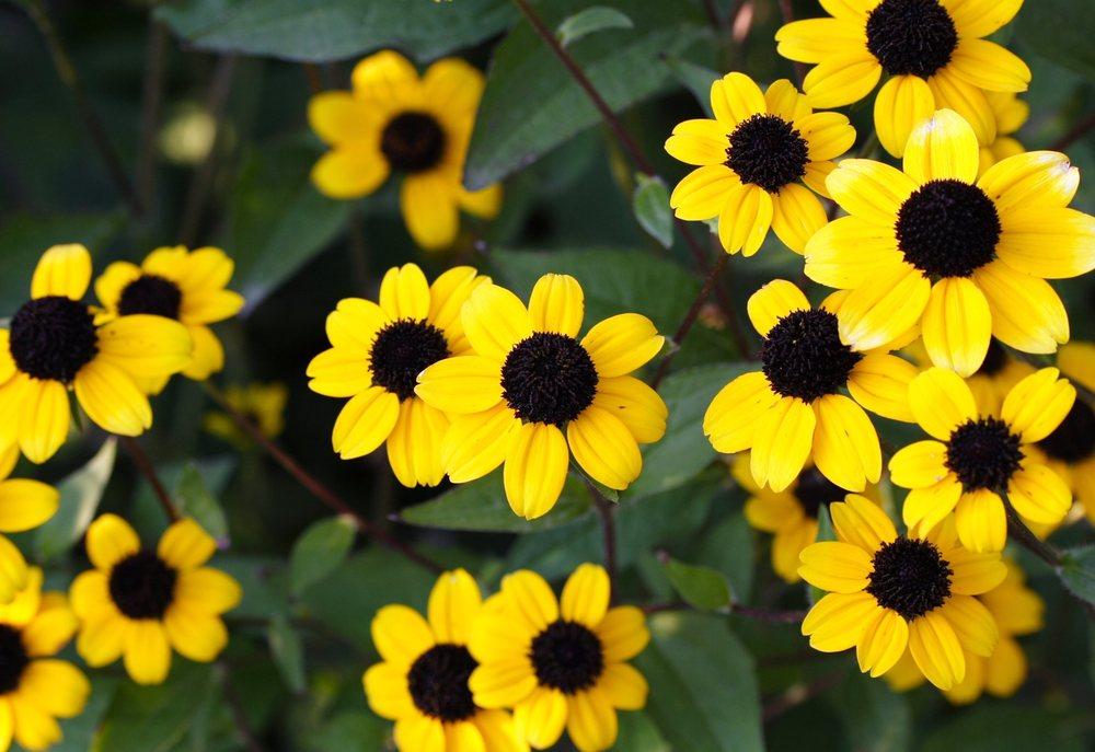 Photo of Browneyed Susan (Rudbeckia triloba) uploaded by DianeSeeds