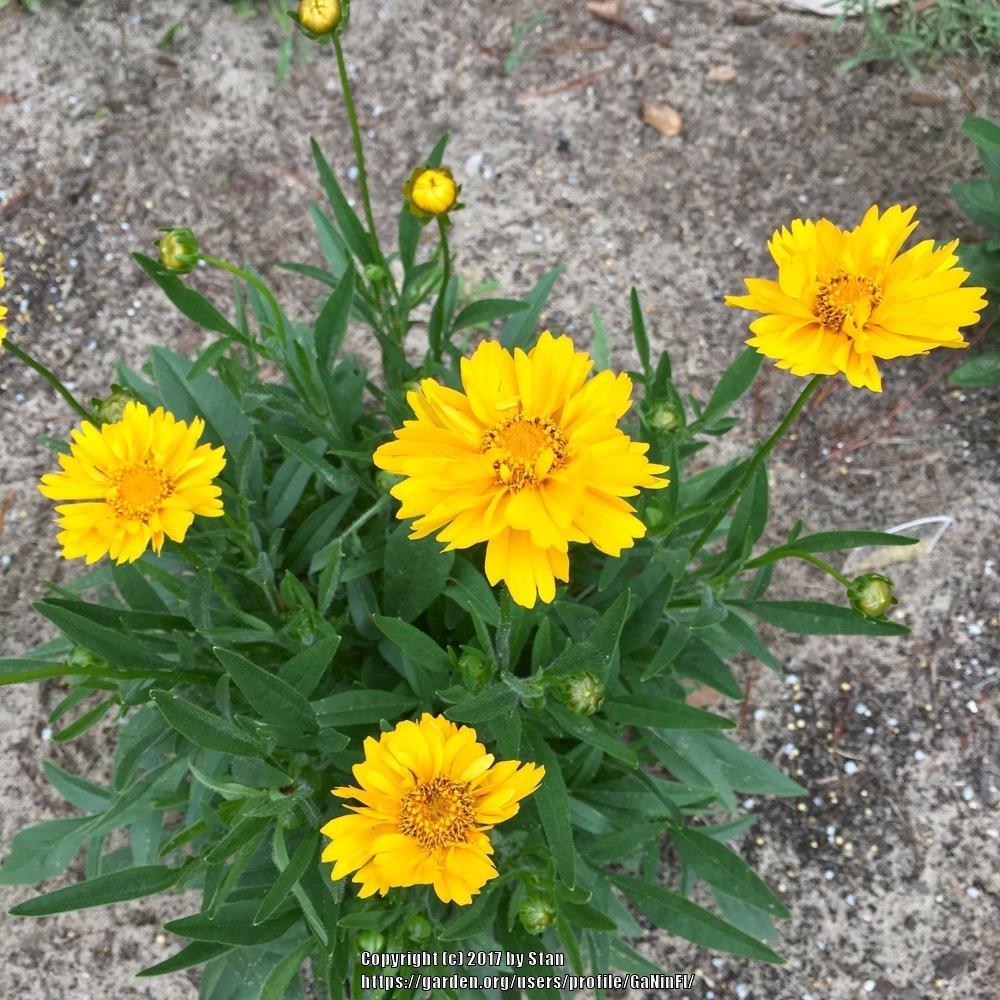 Photo of Bigflower Coreopsis (Coreopsis 'Early Sunrise') uploaded by GaNinFl