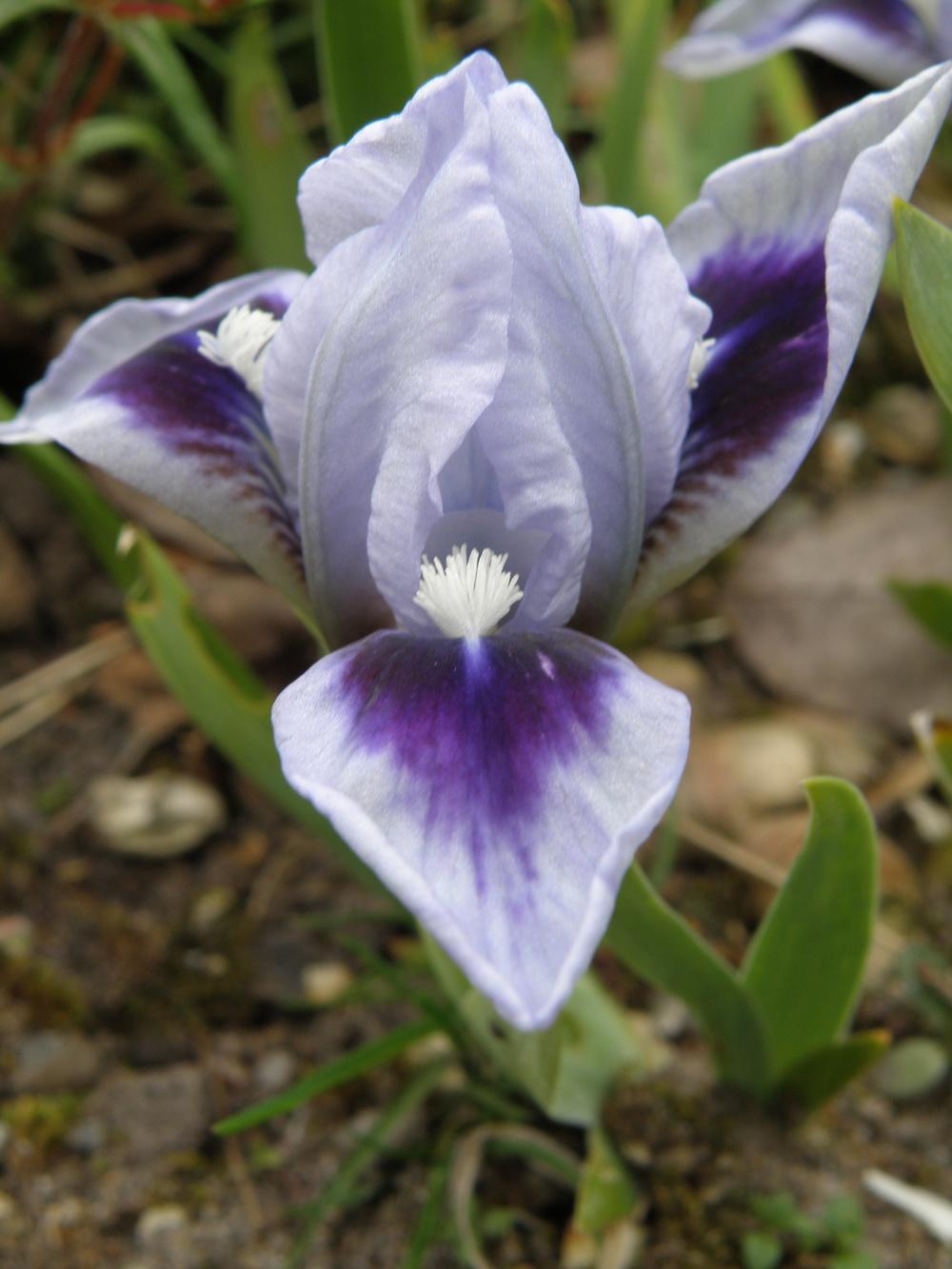 Photo of Miniature Dwarf Bearded Iris (Iris 'Bonnie Babe') uploaded by IrisLilli