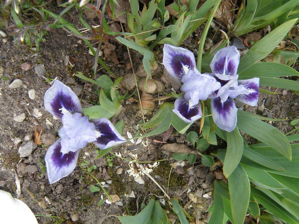 Photo of Miniature Dwarf Bearded Iris (Iris 'Bonnie Babe') uploaded by IrisLilli