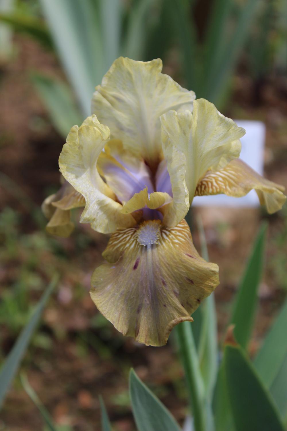 Photo of Intermediate Bearded Iris (Iris 'Sue Zee') uploaded by Misawa77