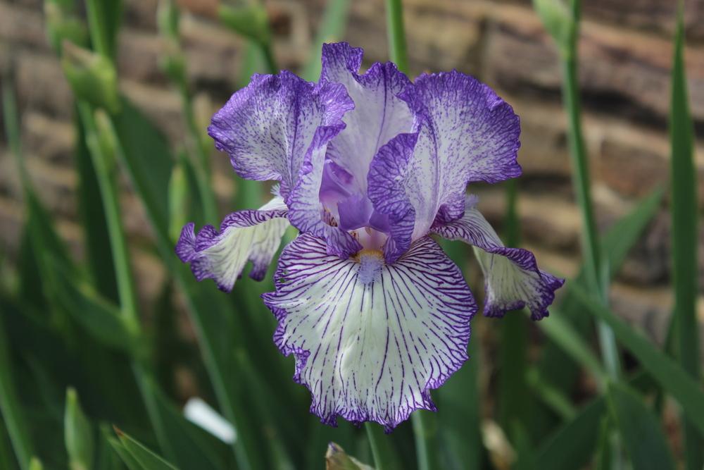 Photo of Tall Bearded Iris (Iris 'Autumn Circus') uploaded by Misawa77