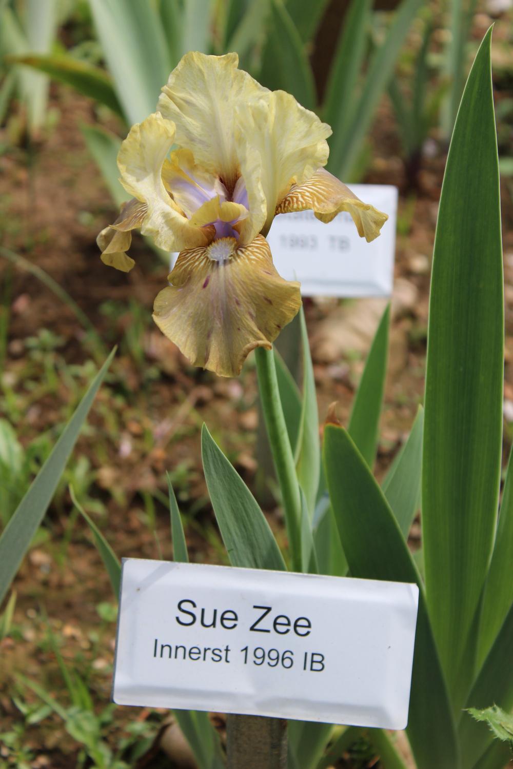 Photo of Intermediate Bearded Iris (Iris 'Sue Zee') uploaded by Misawa77