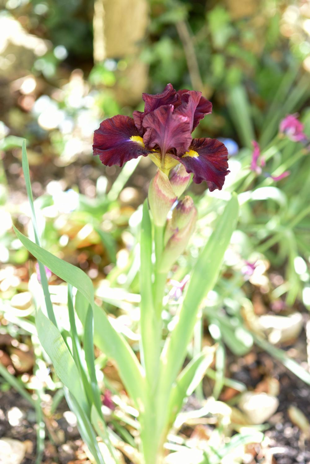 Photo of Intermediate Bearded Iris (Iris 'Hora Staccato') uploaded by cliftoncat