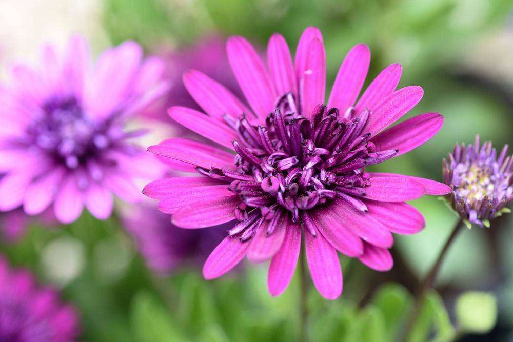 Photo of African Daisy (Osteospermum ecklonis 3D™ Purple) uploaded by cliftoncat