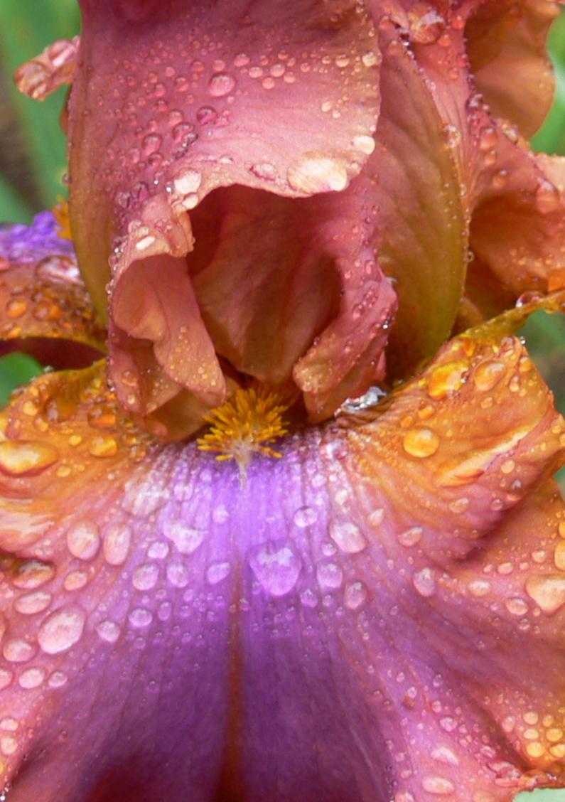 Photo of Tall Bearded Iris (Iris 'Mad World') uploaded by janwax