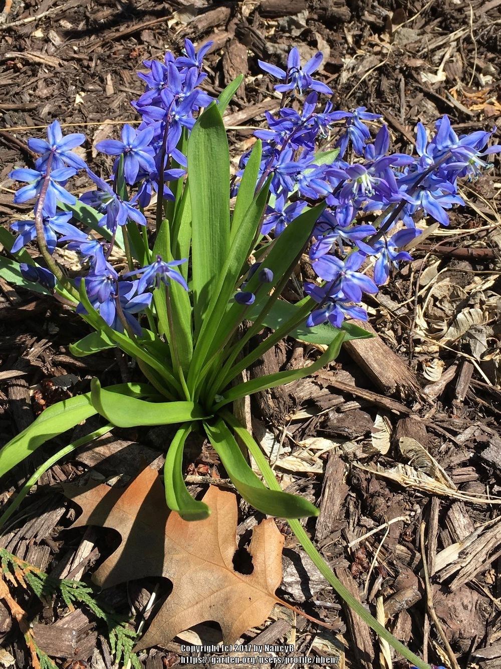 Photo of Siberian Squill (Scilla siberica 'Spring Beauty') uploaded by nben