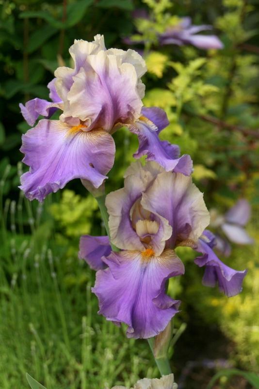Photo of Tall Bearded Iris (Iris 'Kevin's Theme') uploaded by Calif_Sue