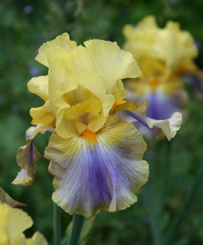 Photo of Tall Bearded Iris (Iris 'Can Can Dancer') uploaded by Calif_Sue