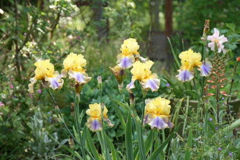 Photo of Tall Bearded Iris (Iris 'Can Can Dancer') uploaded by Calif_Sue