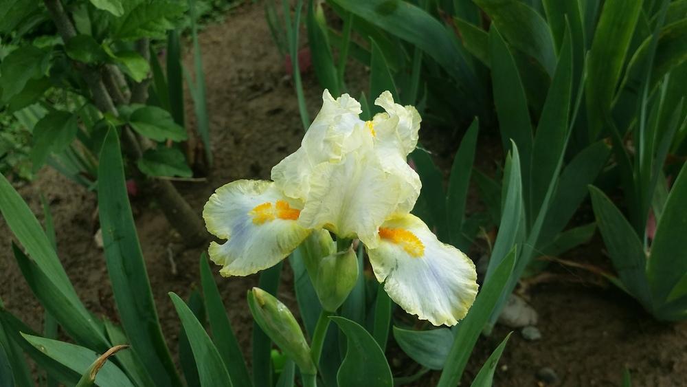 Photo of Standard Dwarf Bearded Iris (Iris 'Candlemas') uploaded by Islandview