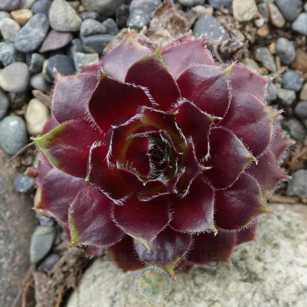Photo of Hen and Chicks (Sempervivum 'Lucy Liu') uploaded by Patty