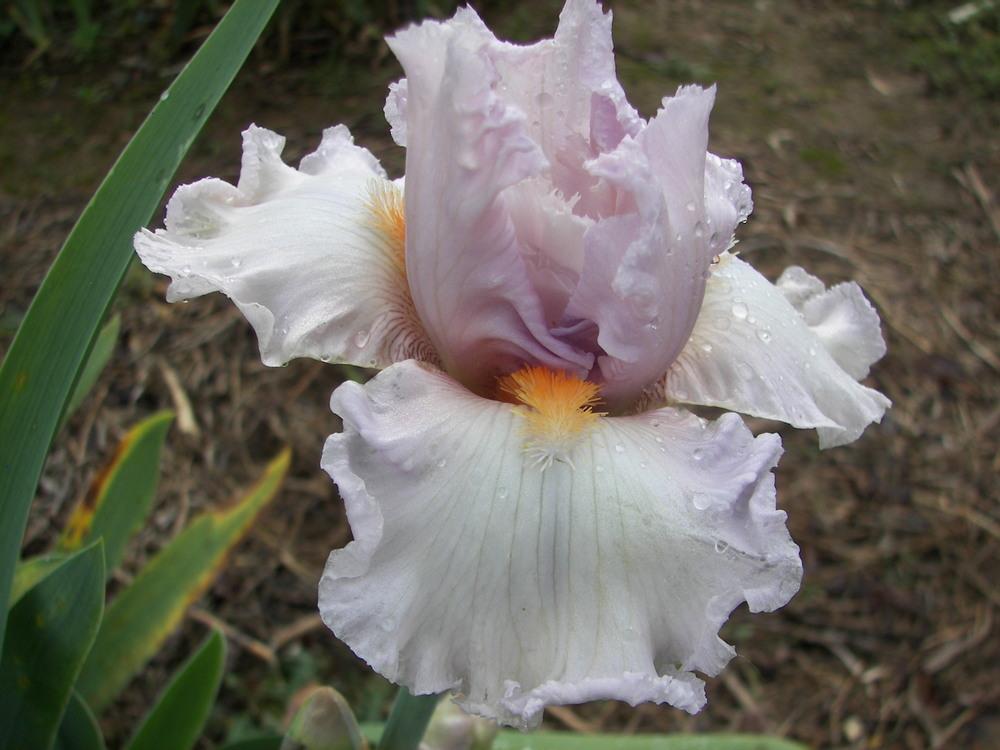 Photo of Tall Bearded Iris (Iris 'Frosting') uploaded by alilyfan
