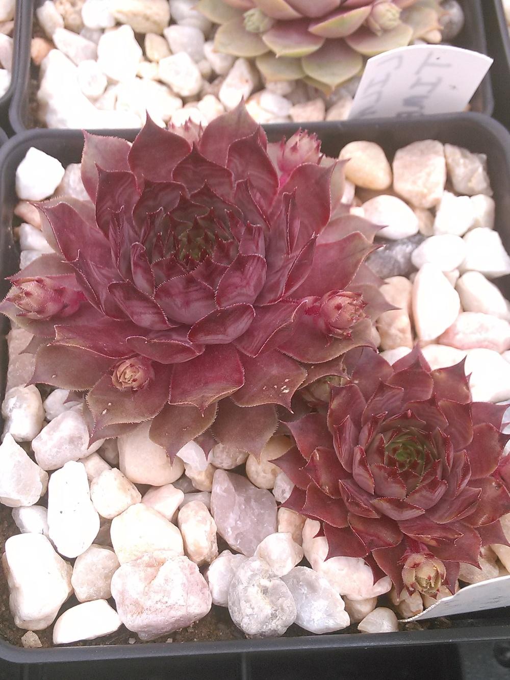 Photo of Hen and Chicks (Sempervivum 'Lilac Queen') uploaded by jkbingh