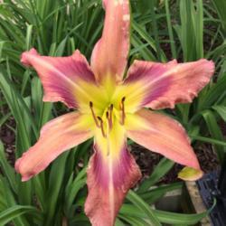 Location: My garden in Warrenville, SC
Date: 2017-05-05
First bloom on a new plant in the garden