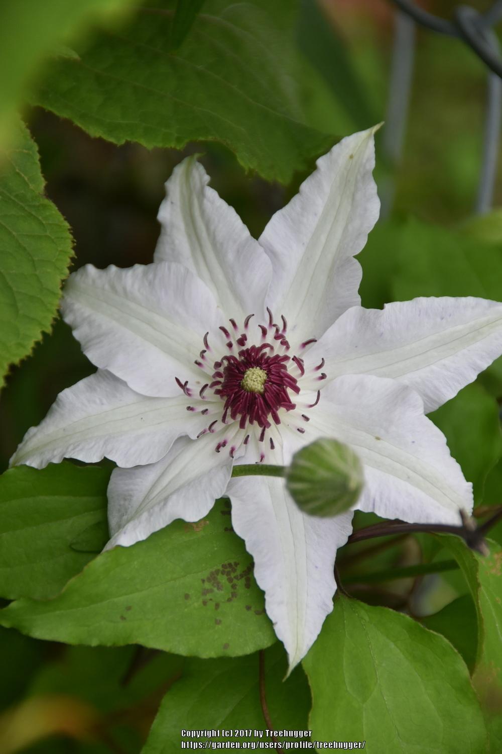 Photo of Clematis 'Miss Bateman' uploaded by treehugger