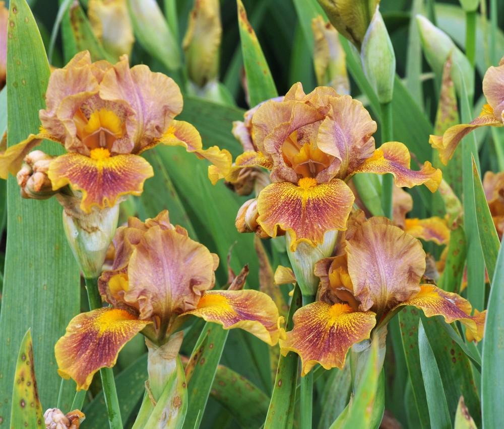 Photo of Intermediate Bearded Iris (Iris 'Dude') uploaded by Islandview
