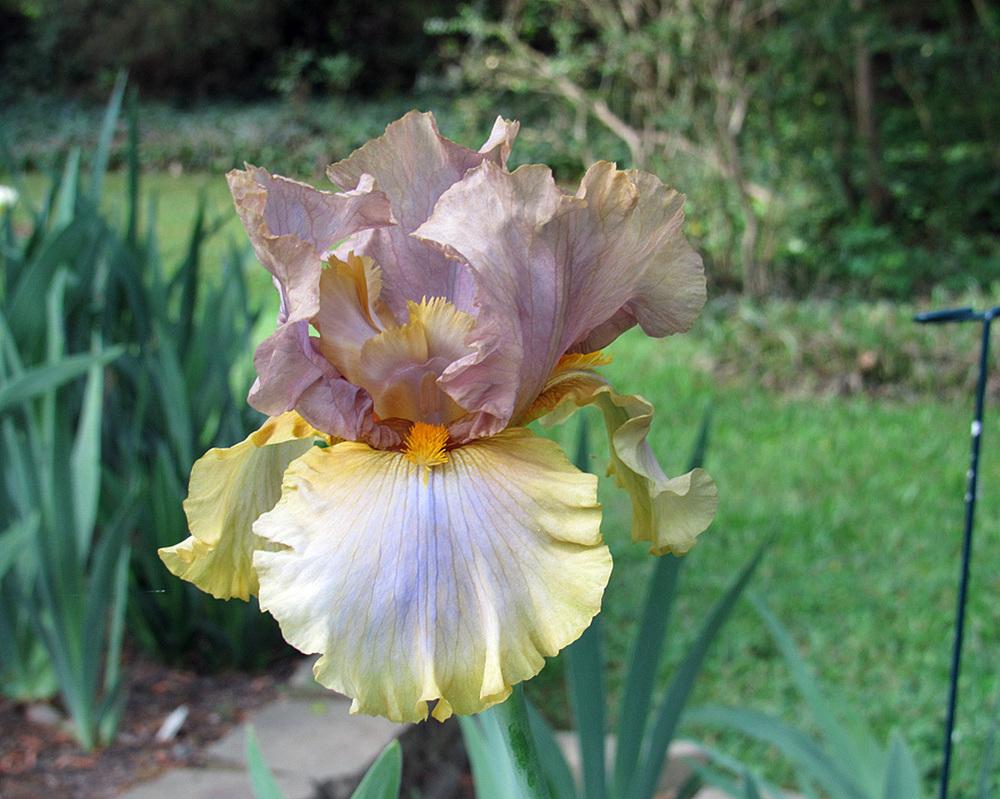 Photo of Tall Bearded Iris (Iris 'Baditude') uploaded by Lestv