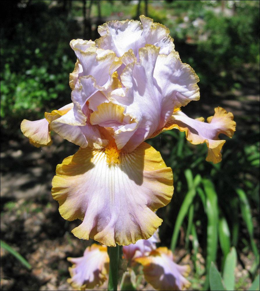 Photo of Tall Bearded Iris (Iris 'Gilt by Association') uploaded by Polymerous