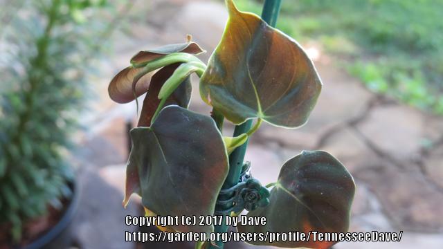 Photo of Philodendron lupinum uploaded by TennesseeDave