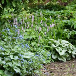 Location: Oxfordshire, England
Date: 2017-05-07
with brunnera
