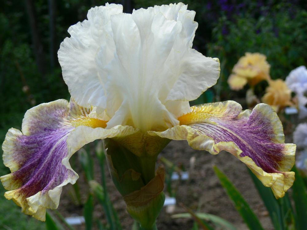 Photo of Tall Bearded Iris (Iris 'Wild Angel') uploaded by janwax