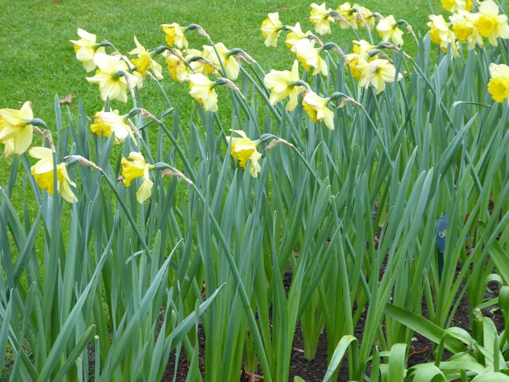 Photo of Large-cupped Daffodil (Narcissus 'Carlton') uploaded by mellielong