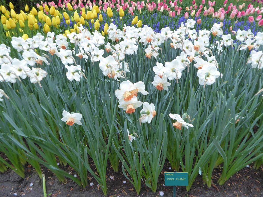 Photo of Large Cupped Daffodil (Narcissus 'Cool Flame') uploaded by mellielong