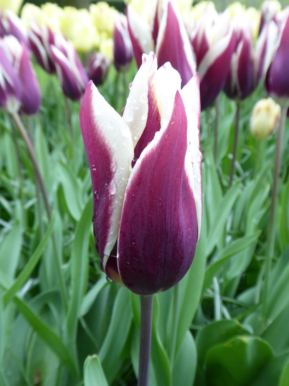 Photo of Triumph Tulip (Tulipa 'Gavota') uploaded by mellielong