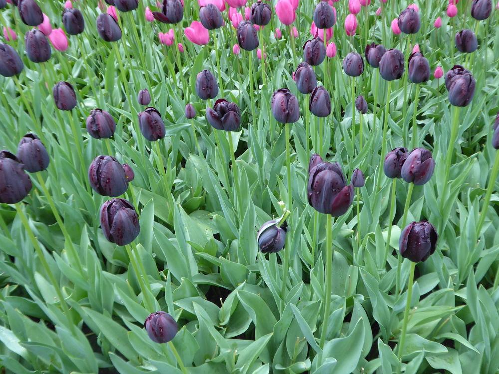 Photo of Single Late Tulip (Tulipa 'Queen of Night') uploaded by mellielong