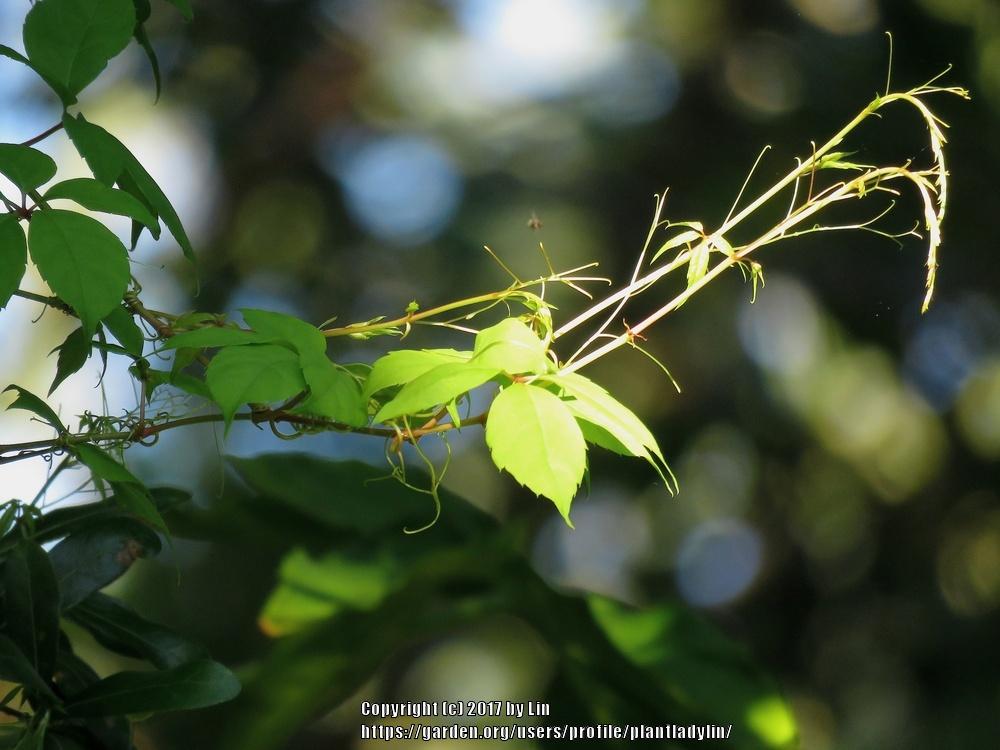 Photo of Parthenocissus uploaded by plantladylin