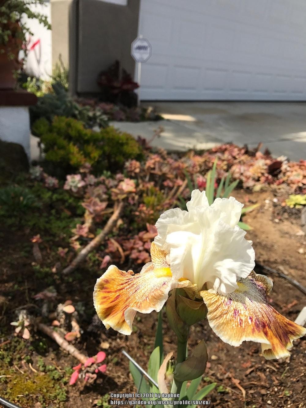 Photo of Tall Bearded Iris (Iris 'Owyhee Desert') uploaded by shizen