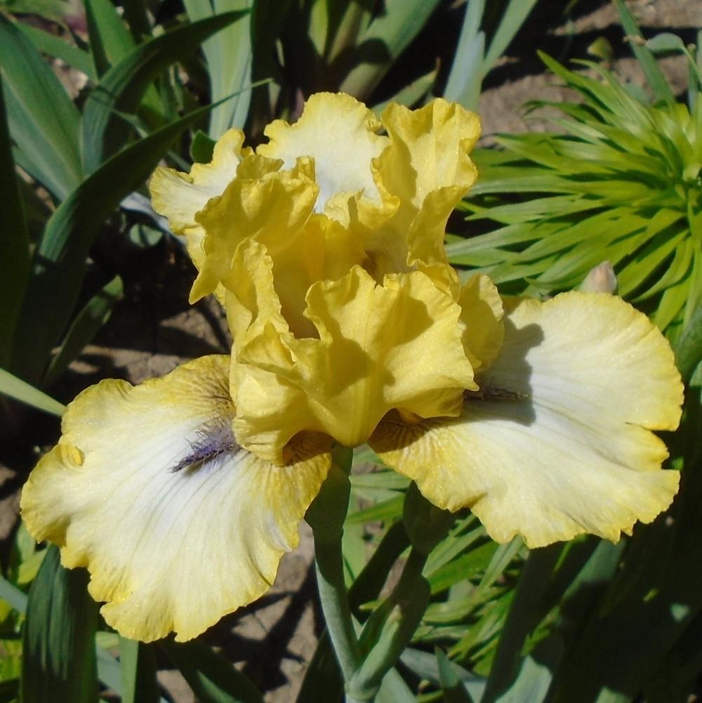 Photo of Intermediate Bearded Iris (Iris 'Abbey Chant') uploaded by stilldew