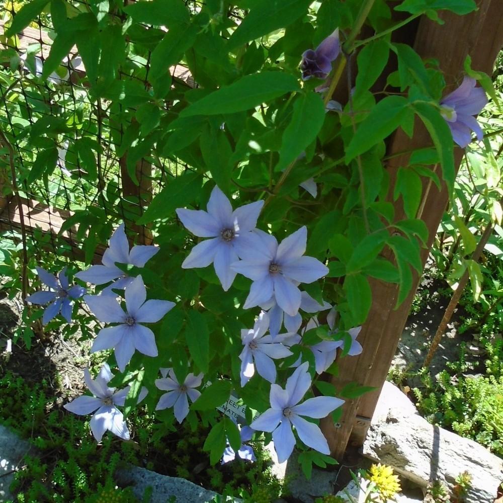 Photo of Clematis Sugar-Sweet Blue™ uploaded by stilldew