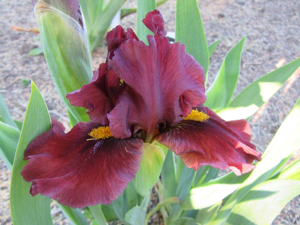 Photo of Standard Dwarf Bearded Iris (Iris 'Blazing Garnet') uploaded by tveguy3