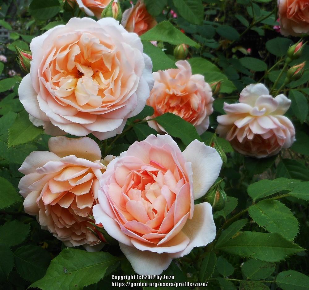 Photo of Rose (Rosa 'Grace') uploaded by zuzu