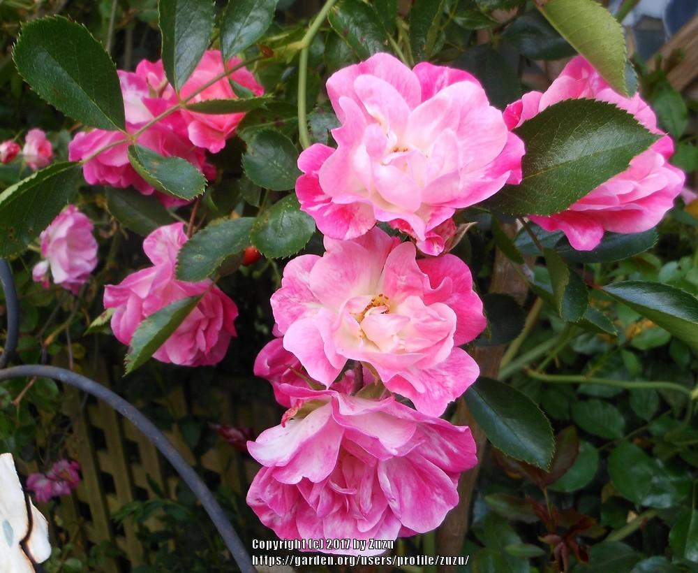 Photo of Rose (Rosa 'Fuchsia Meidiland') uploaded by zuzu