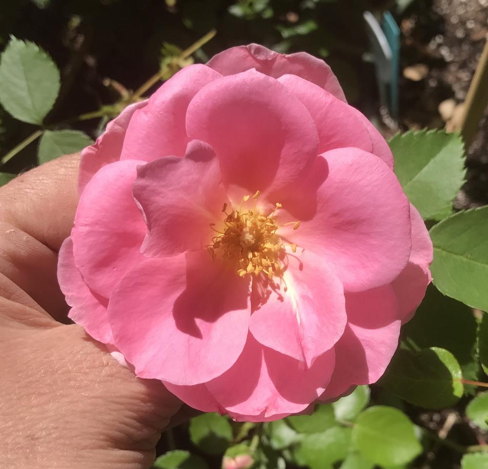 Photo of Rose (Rosa 'Prairie Princess') uploaded by Amazindirt