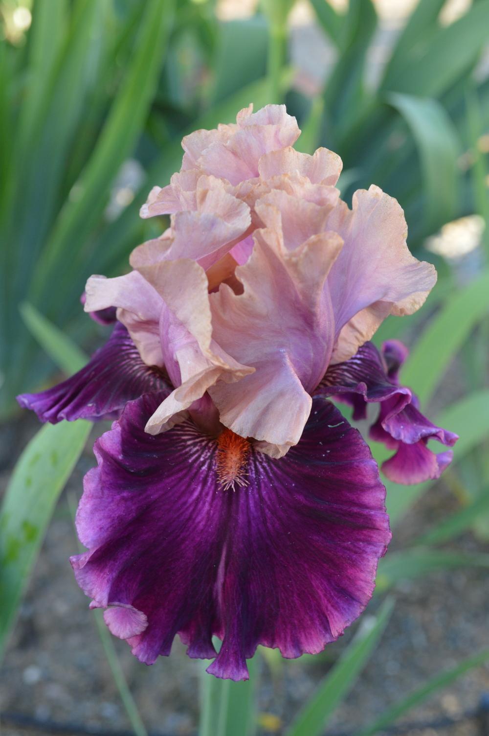 Photo of Tall Bearded Iris (Iris 'Fluent Mandarin') uploaded by AndreaD