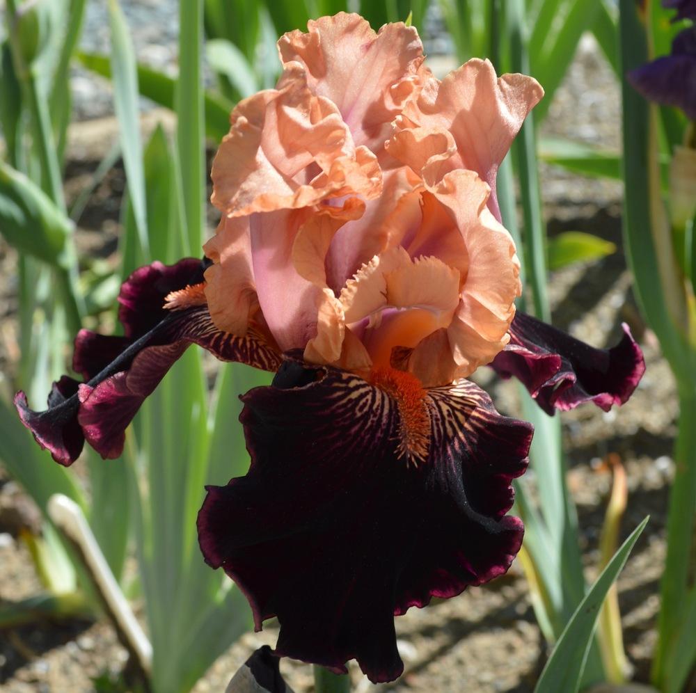 Photo of Tall Bearded Iris (Iris 'Some Like It Hot') uploaded by AndreaD