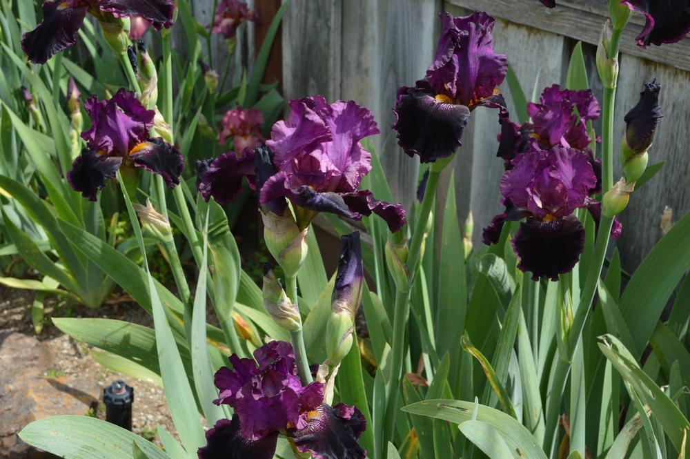 Photo of Tall Bearded Iris (Iris 'Sooner Serenade') uploaded by AndreaD